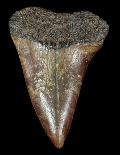 Reddish-Brown Fossil Mako Shark Tooth - Virginia #49551